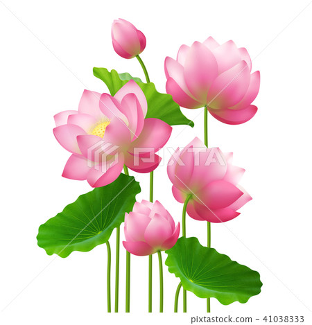 Realistic Bunch Lotus Flowers  41038333