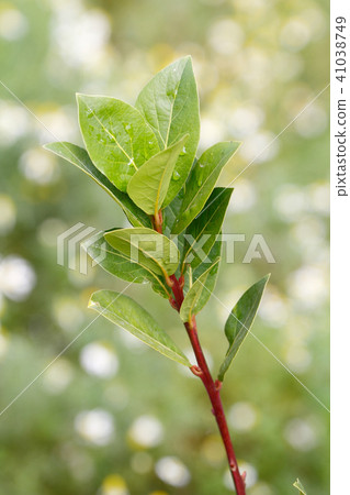 Fresh bay leaf 41038749