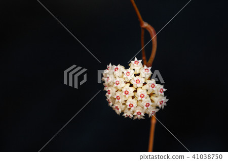 Hoya parasitica Hoya parasitica 41038750