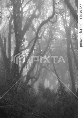 Momochrome image of a rhododendron forest. 41039127