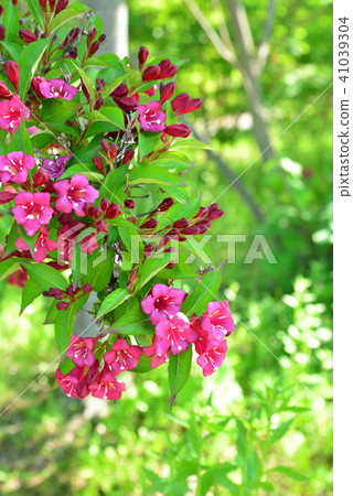 Beniougu blooming in early summer 41039304
