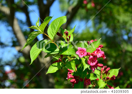 Beniougu blooming in early summer Beniougu blooming in early summer 41039305