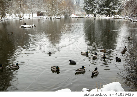 wild ducks on a snowy pond 41039429