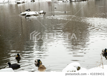 wild ducks on a snowy pond wild ducks on a snowy pond 41039431
