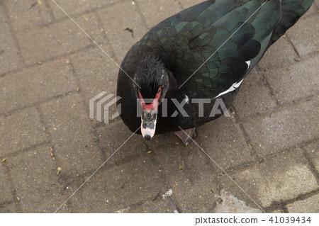 Indo duck on the sidewalk 41039434