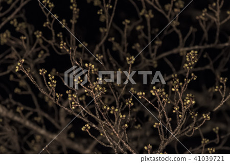 Night Tree Night Tree 41039721