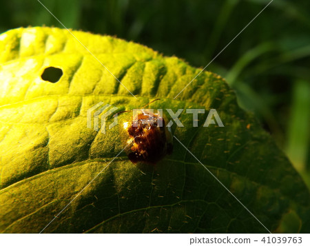 Camelliopoda 41039763