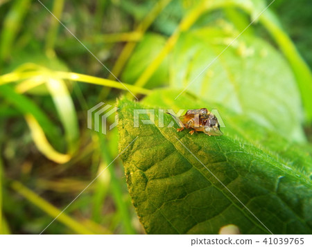 Kamenokohamushi 41039765