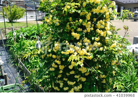 木香 木香 41039968