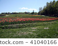 Tulip field Landscape 41040166