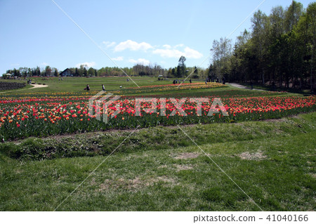 Tulip field Landscape 41040166