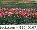 Tulip field 41040167