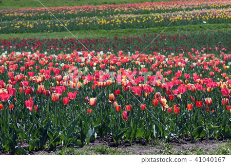 Tulip field 41040167