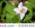 Shiraneeaoi 41040168