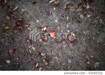 紅花 對比 街道 紅花 對比 街道 41040338