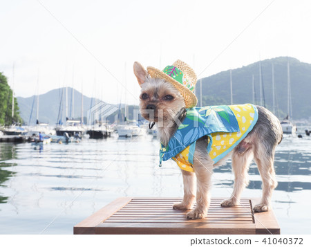 戴帽子的約克夏狗 照片素材 圖片 圖庫