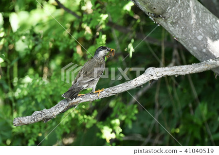 椋鳥的掠奪者 41040519