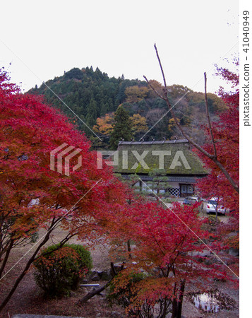 Autumn leaves of Kosuma River / Aichi Prefecture Toyota-shi 41040949