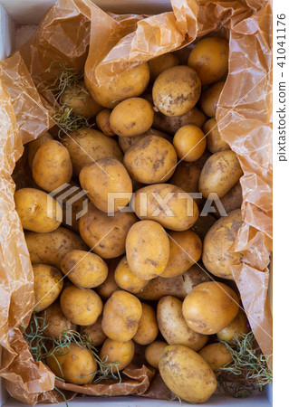 Harvesting potatoes 41041176