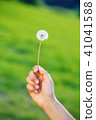 hands holding dandelion flowers on blurry green background. 41041588