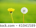 Two dandelion flowers on blurry green background. 41041589