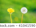 Two dandelion flowers on blurry green background. 41041590