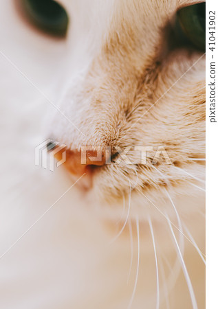 White Cat Portrait 41041902
