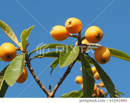 枇杷的果實 41041940