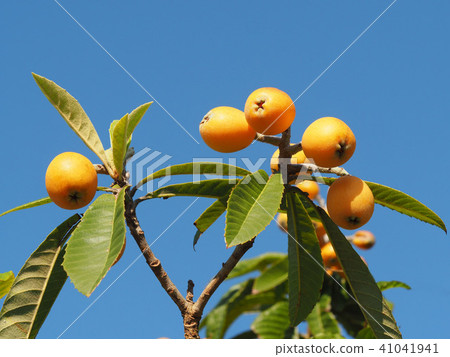 枇杷的果實 41041941