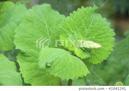 Clarice sage Clarice sage 41042291