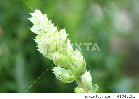 Clarice sage 41042292