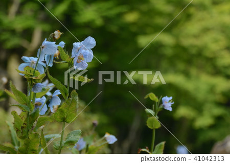 六甲高山植物園_初夏 41042313