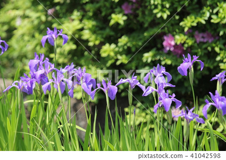 Iris 41042598