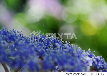 hydrangea hydrangea 41043107