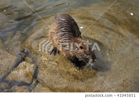 Nutria Nutria 41043851