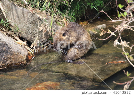 營養 營養 41043852