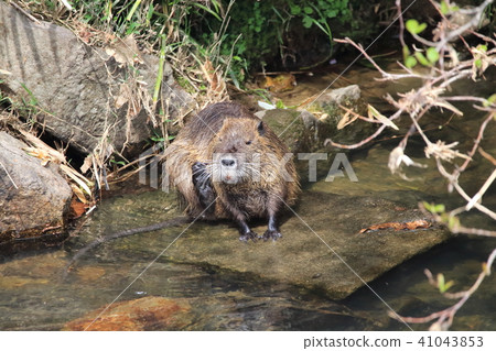 Nutria 41043853