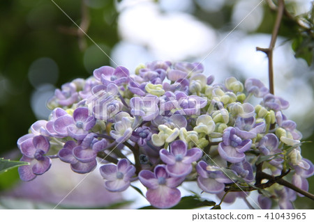 Uzujisai 12 Uzujisai 12 41043965