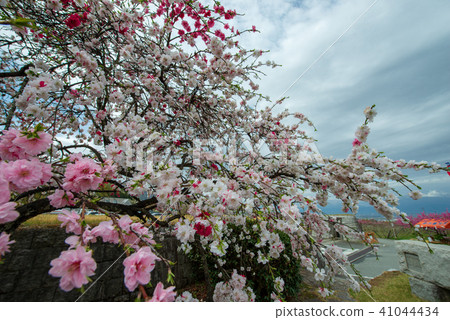 Misaka Togenokyo Park·桃花（山梨縣） 41044434