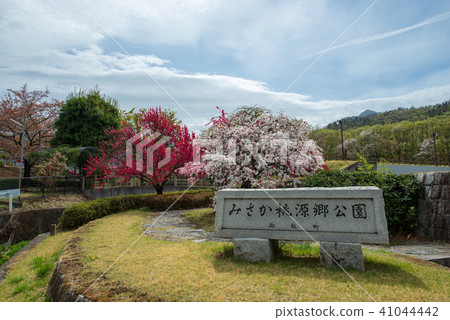 Misaka Togenokyo Park·桃花（山梨縣） 41044442