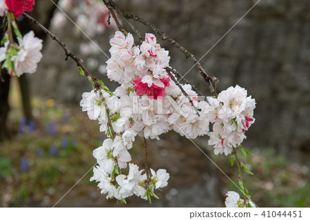Misaka Togenokyo Park · Peach blossom (Yamanashi) 41044451