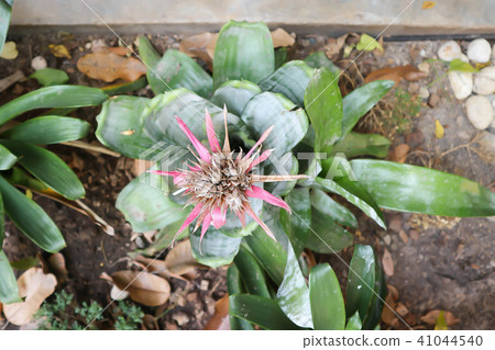 Bromelia or Bromelia plant 41044540