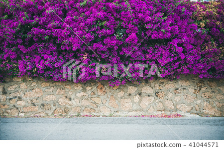Wall covered with purple Bougainvillea 41044571