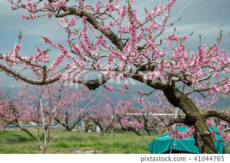 桃園公園(山梨縣)附近的Momoka Momoka 桃園公園(山梨縣)附近的Momoka Momoka 41044765