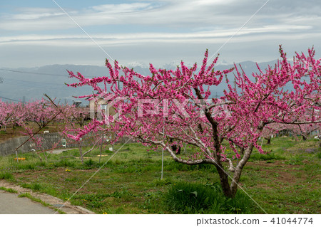 桃園公園(山梨縣)附近的Momoka Momoka 桃園公園(山梨縣)附近的Momoka Momoka 41044774