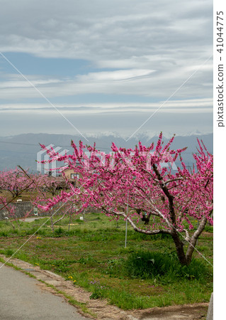 桃園公園(山梨縣)附近的Momoka Momoka 桃園公園(山梨縣)附近的Momoka Momoka 41044775