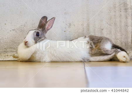 The rabbit sleep 41044842