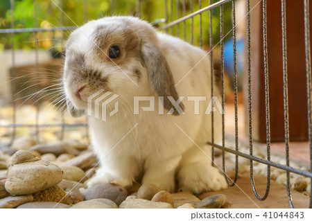 The rabbit are sitting 41044843