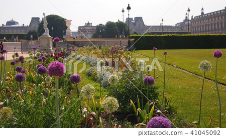 Allium park in the early summer Paris lawn Little far from the right bank Orsay Museum Allium park in the early summer Paris lawn Little far from the right bank Orsay Museum 41045092