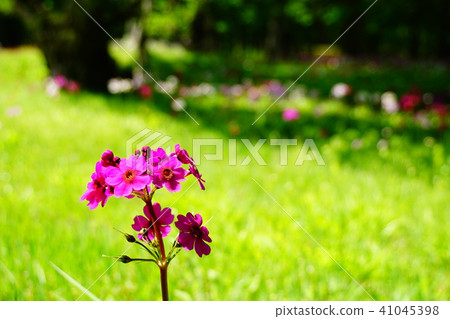 Okuhiko Senju is playing the beach Okuhiko Senju is playing the beach 41045398